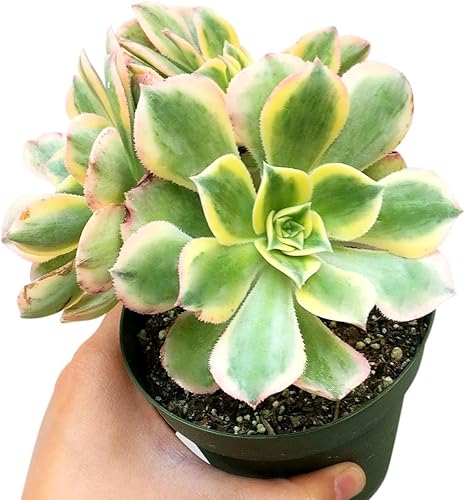 Miniatura 3 de Molinete de cobre Aeonium Sunburst de 4 pulgadas - Plantas suculentas vivas - Plantas suculentas raras vivas - Plantas suculentas únicas vivas -