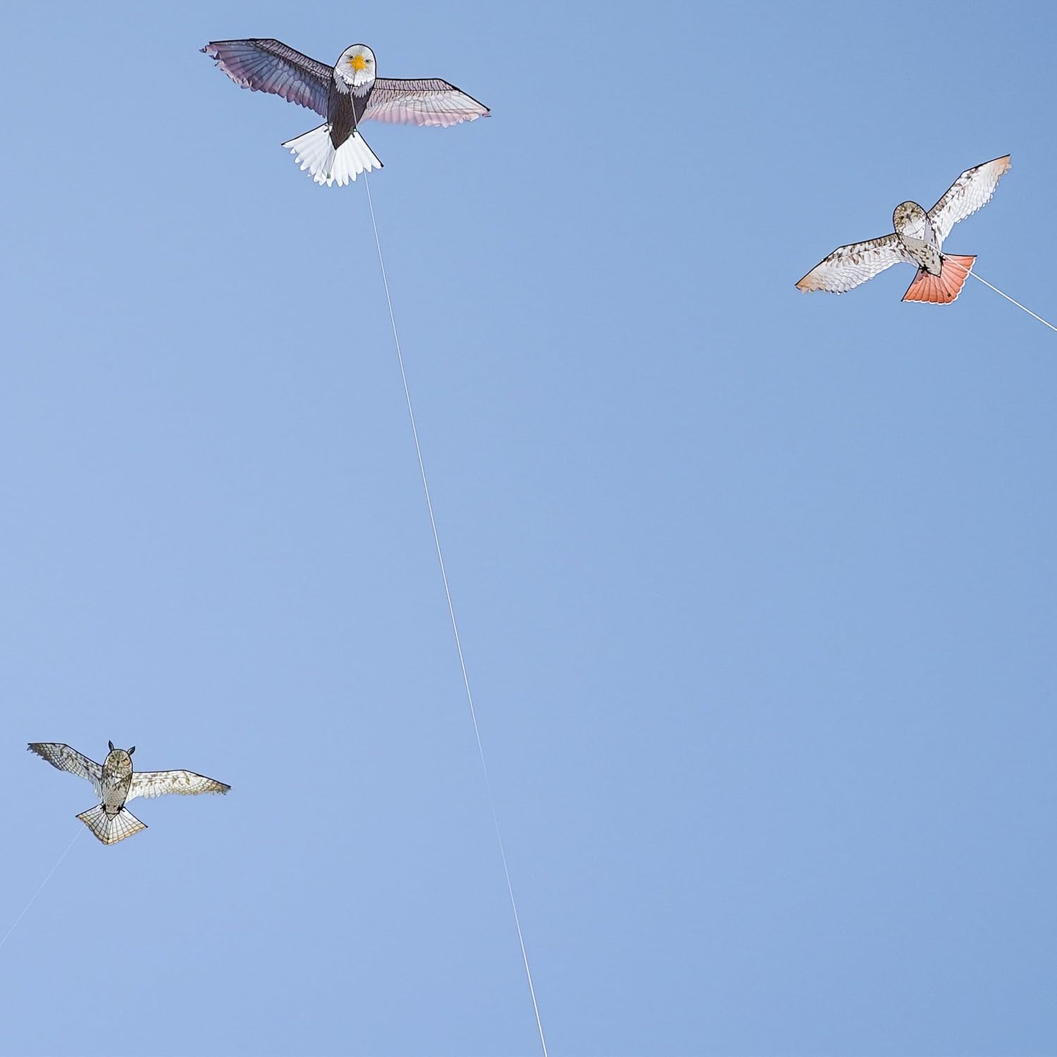 In the Breeze Bird Kites, Detailed Printed Realistic Design with Applique Details