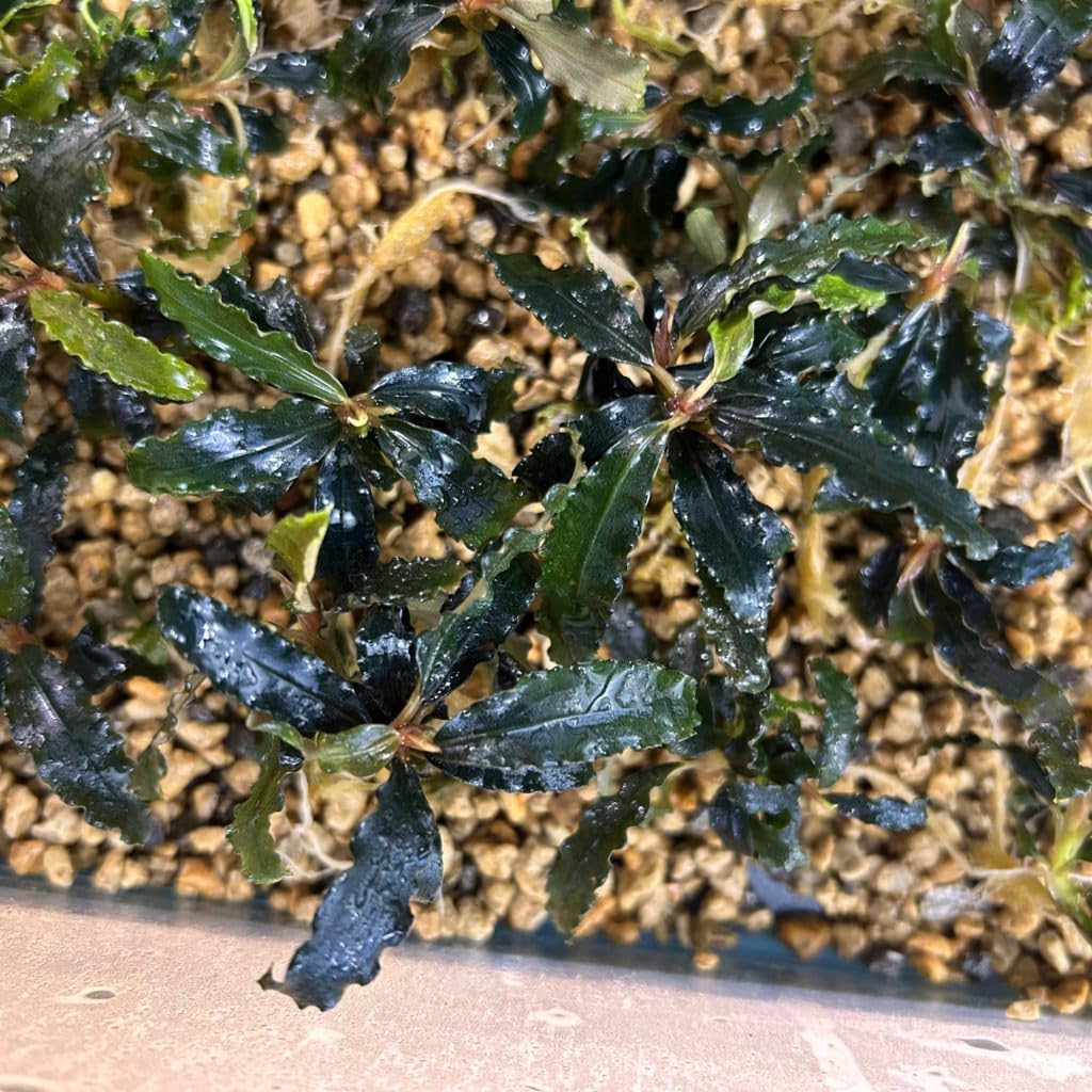 Amazon.co.jp: ブセファランドラビブリスBucephalandra sp. Biblis 1株