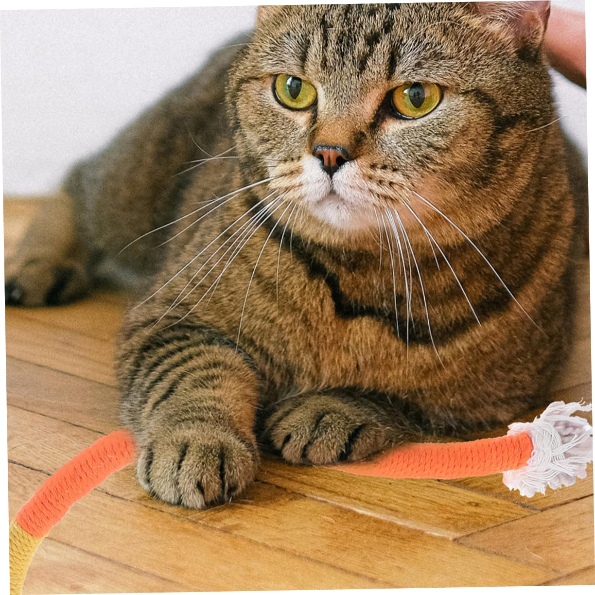 INOOMP 5 Set Di Giocattoli Unici Da Masticare Per Gatti in Corda Di Cotone Morbido Istinti Di Caccia 3 Pezzi * 5