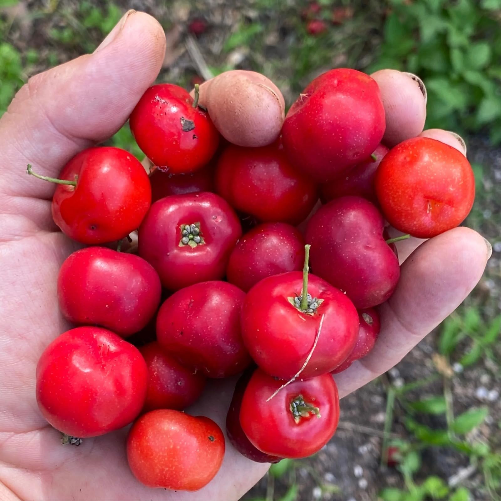 Golden Bloom LIve THai All Seasons Live Plant Dwarf Sweet Cherry Fruit Barbados Exotic 1 Healthy Live Fruit Plant (All seasons Thai HYbrid Barbadose Cherry PLant)