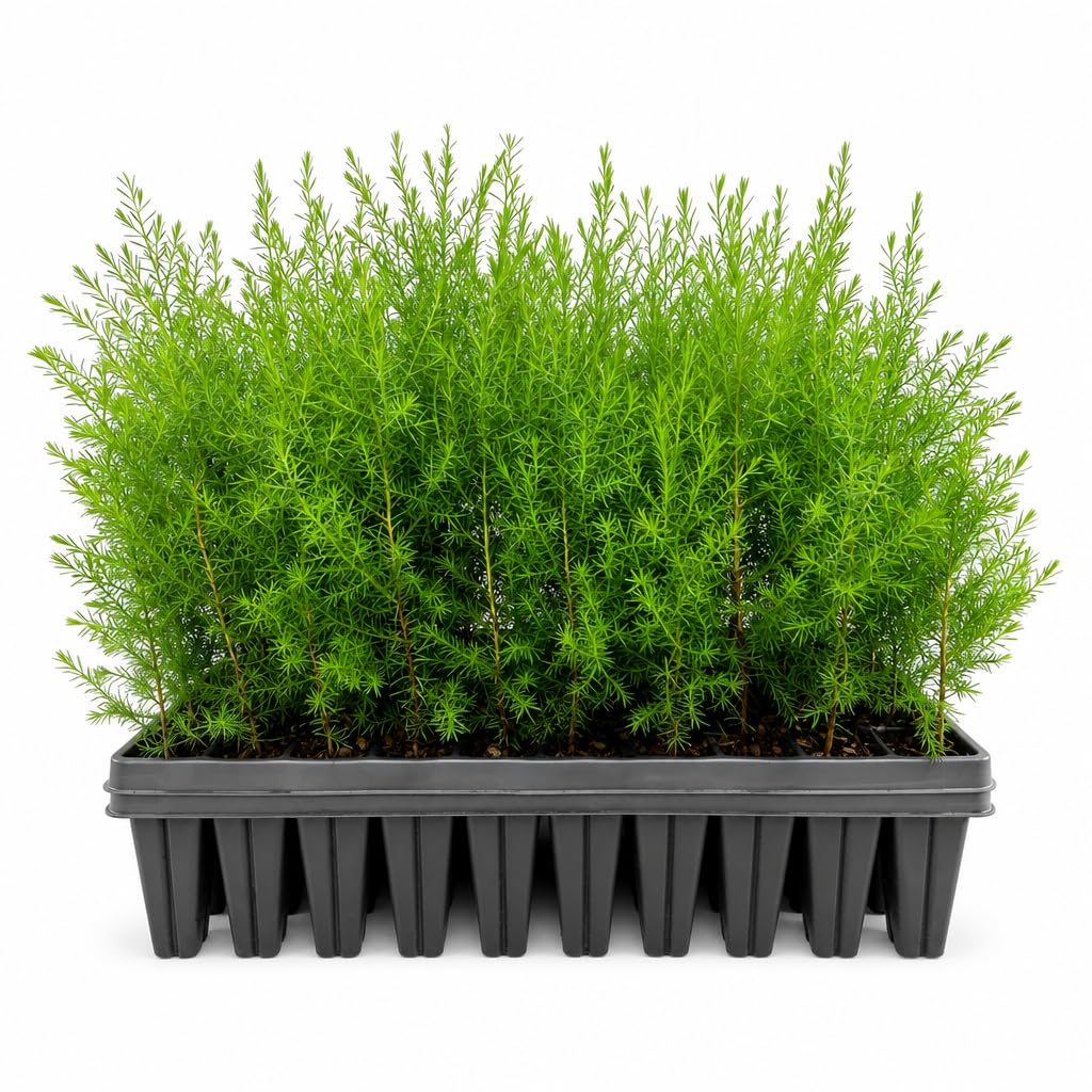 Southern Red Cedar | 3 Live Plants | Juniperus Virginiana Silicicola