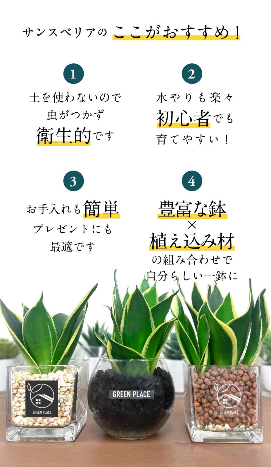 Amazon.co.jp: GREEN PLACE Sansevieria Mini Houseplant Real [Choose