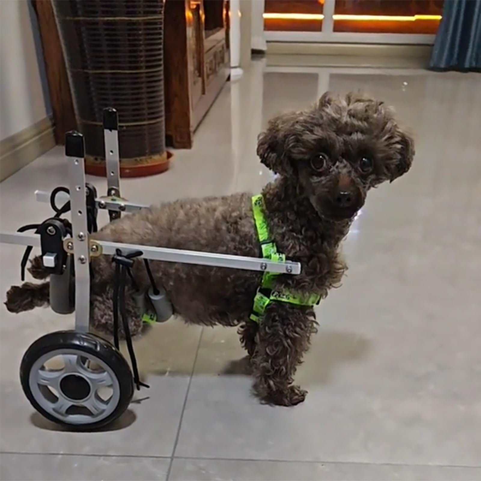 Chien paralysé de 1.5-9kg ? Fauteuil roulant animaux pour retrouver la marche
