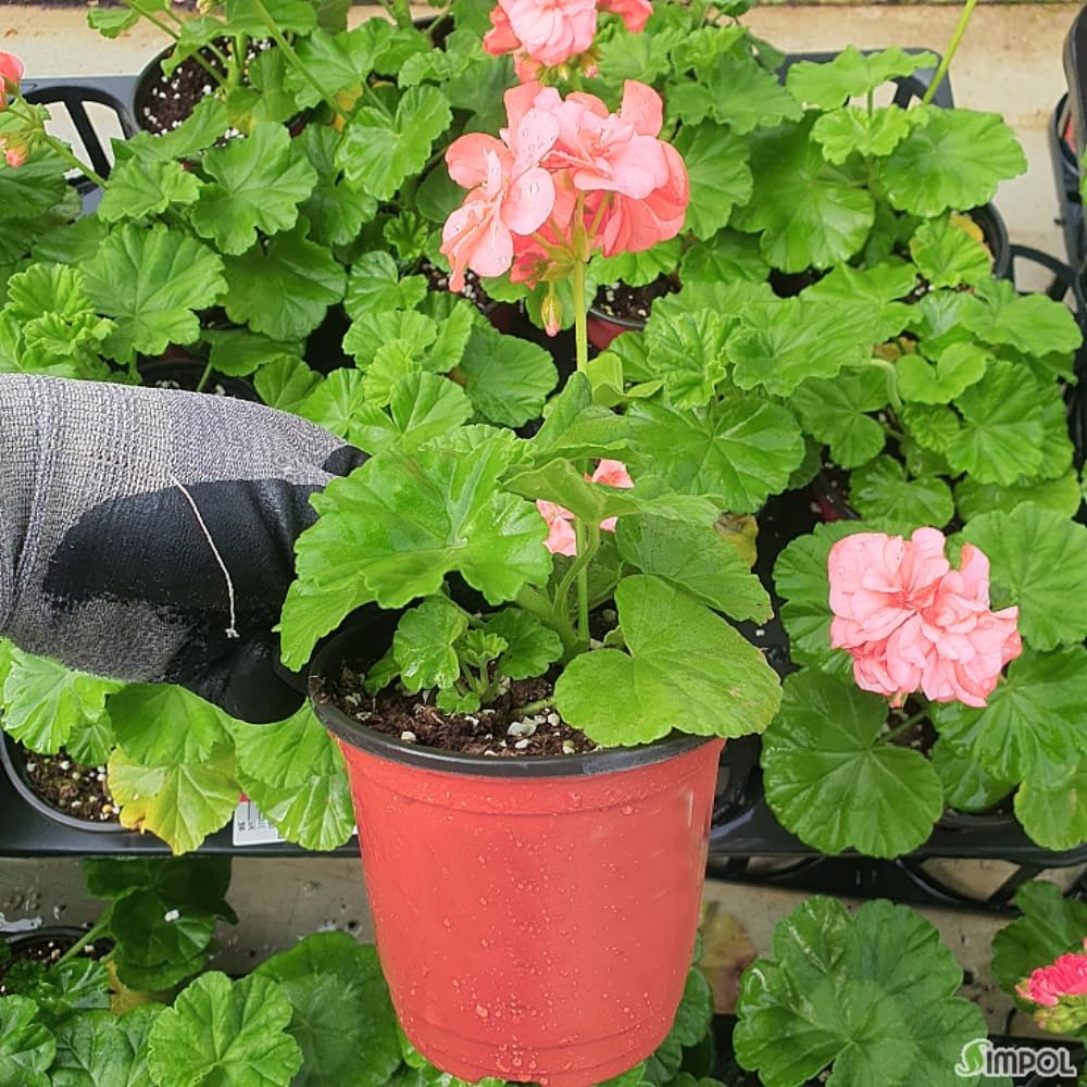 4 Geranium Plants Live, Live Geranium Plant, Salmon Geranium Flower Plants Indoor Outdoor, 4 to 8 Inches Tall
