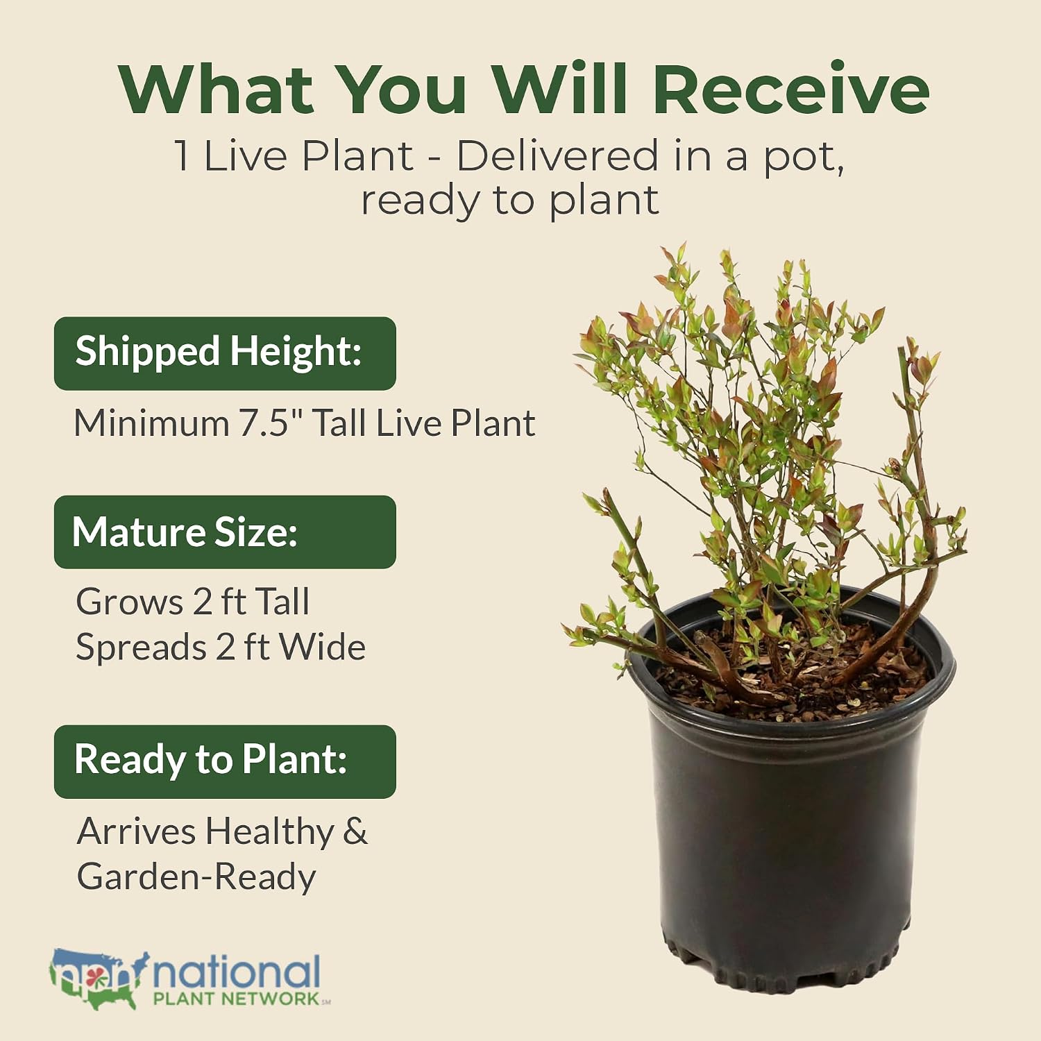 Bushel and Berry Sapphire Cascade Hanging Blueberry Live Plant - Summer, Self-Pollinating Prolific Blueberry for Gardens in 1 Gal Pot - Grows Upto 1.5-2' x 1.5-2' (1 Count)