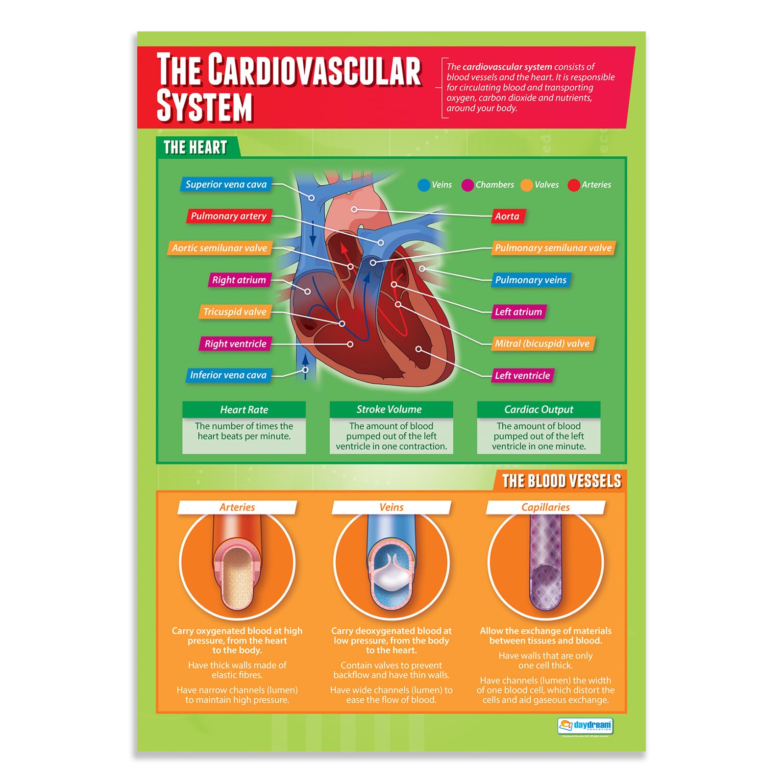 Daydream Education The Cardiovascular System | PE Posters | Laminated Gloss Paper measuring 850mm x 594mm (A1) | Physical Education Charts for the Classroom | Education Charts