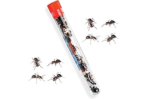 Live Ant Farm Ants - 25 Red Harvester Ants for Ant Farms