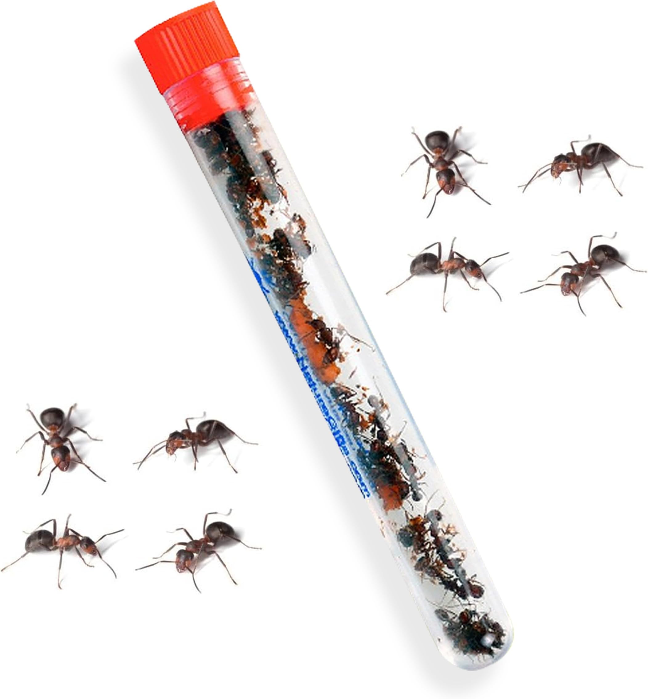 25 Live Red Harvester Ants for Ant Habitats - Live Arrival, Shipped Now - Perfect for Educational Science Projects & Interactive Ant Habitat Experience