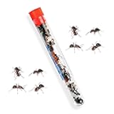 25 Live Red Harvester Ants for Ant Habitats - Live Arrival, Shipped Now - Perfect for Educational Science Projects & Interactive Ant Habitat Experience