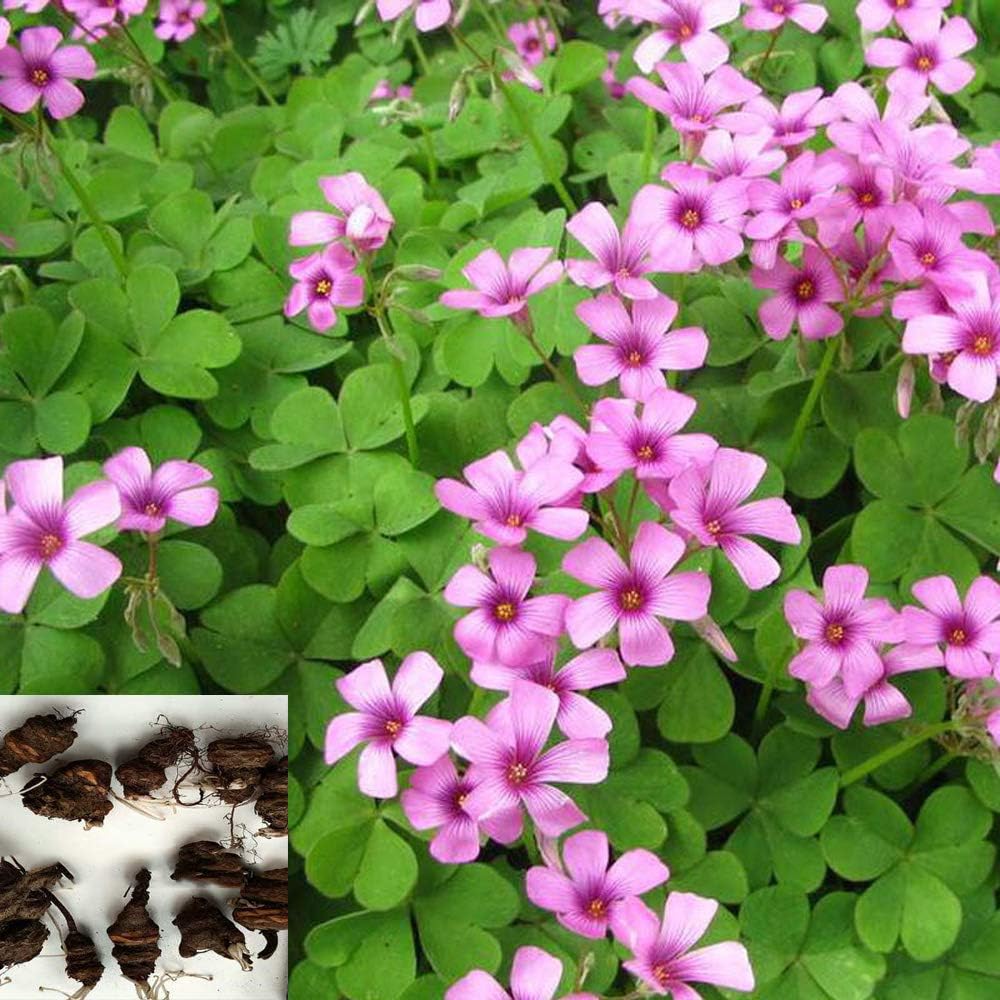 Red Oxalis corymbosa DC Bulbs Red Shamrock Wood Sorrel