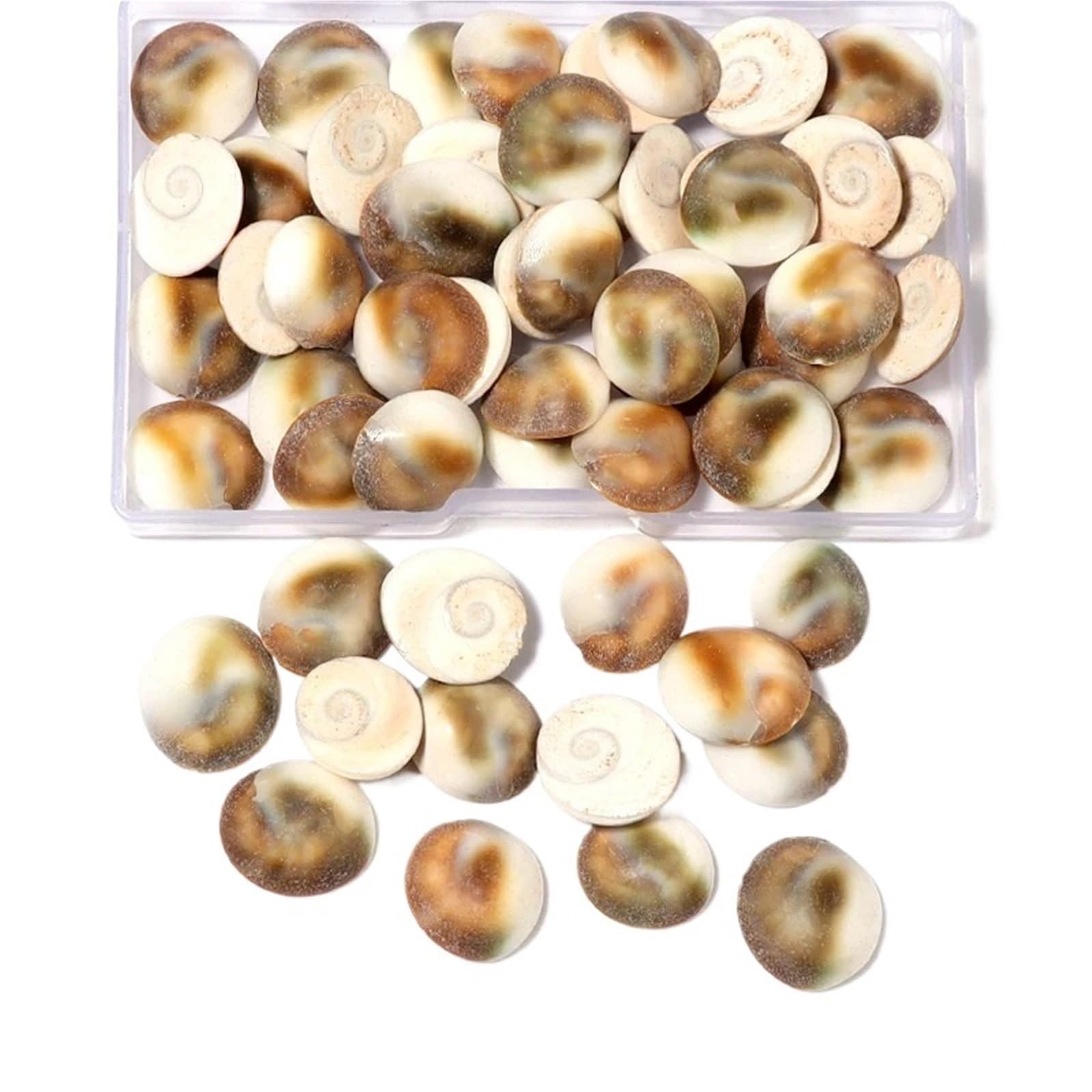 Sea Shells Thread Shell Tiny Ocean Seashells Crafts Aquarium Decoration Landscaping Photography Props(16mm)