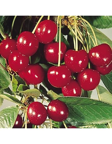 Fruit Fruit Trees Buy Fruit Fruit Trees Online At Best Prices In India Amazon In