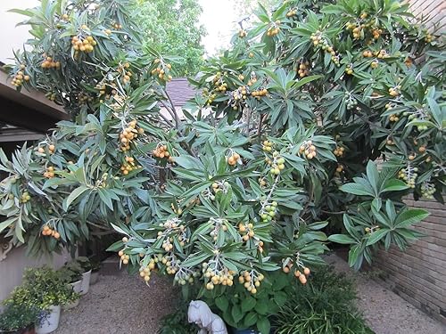 Miniatura 5 de Planta de plántulas de árbol frutal de LOQUAT de ciruela japonesa suculenta dulce
