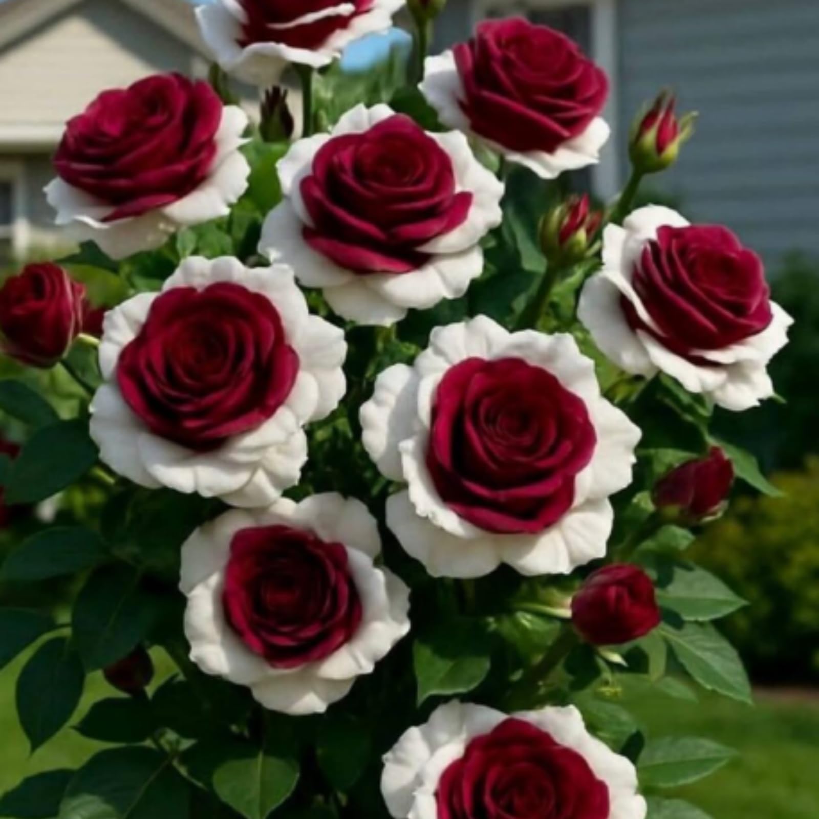 Fast Growing Rainbow Rose Plants for Beautiful Garden Displays-2 Root-Color-I