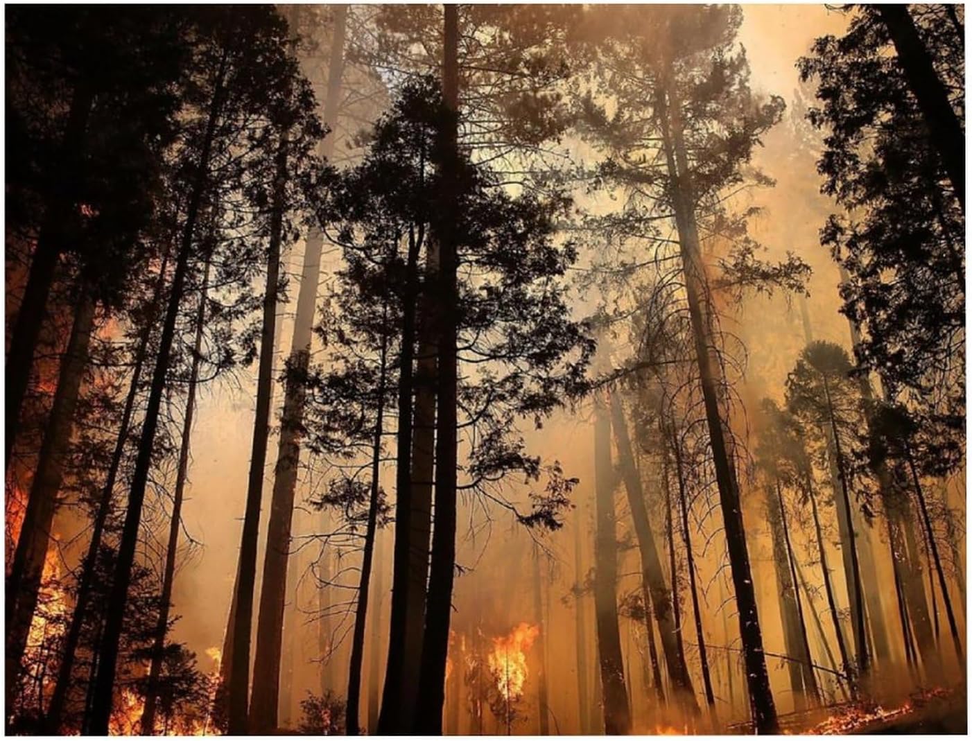 Forest Fire Pattern Printed Diamond 5D Painting Kits DIY Full Drill Crafts for Home Wall Decor 16x20 Inch Blackwood 50 * 40cm