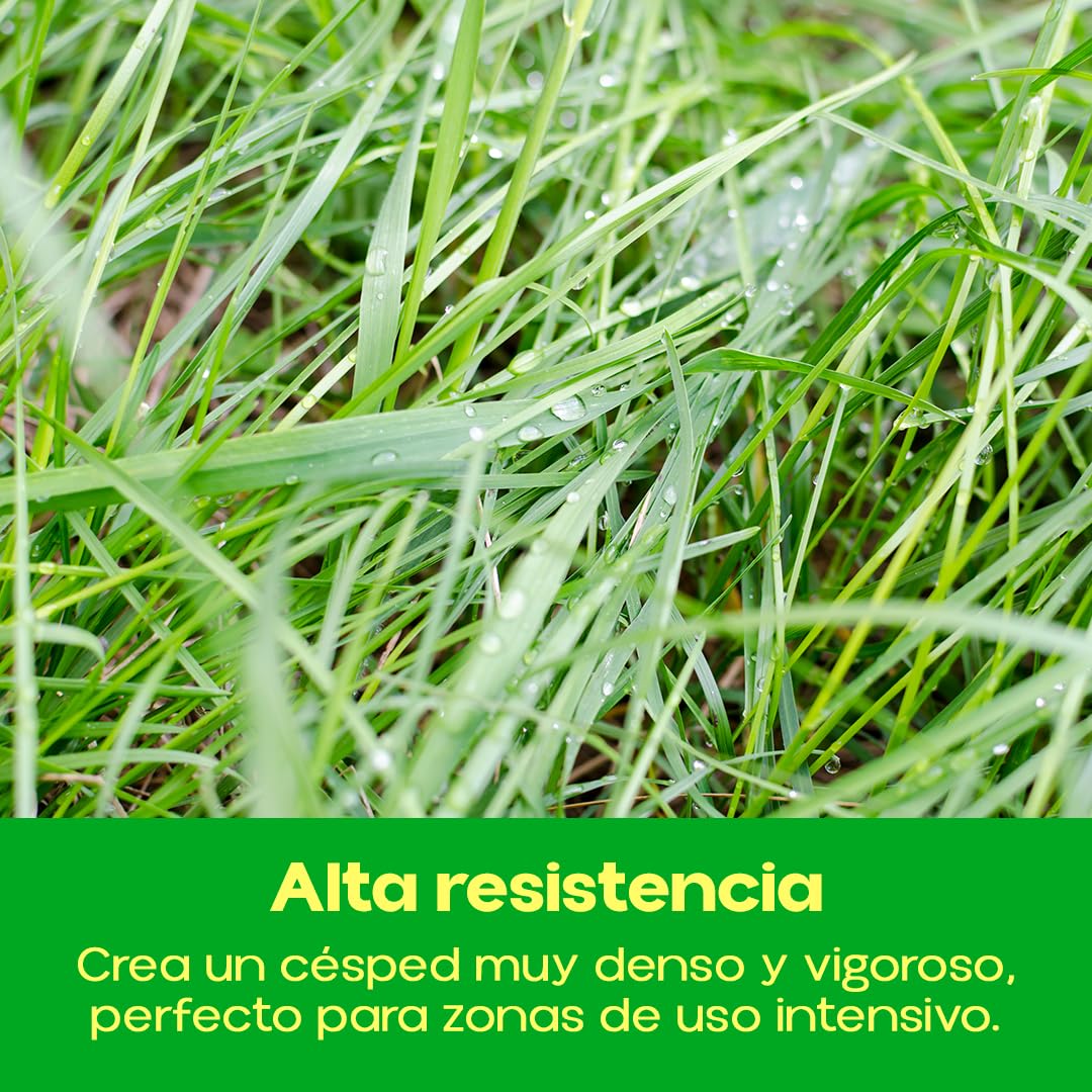Semillas de Césped con Kikuyu Duro 1 kg | Resistente al Pisoteo y Agua Salina | Bajo Mantenimiento | Ideal para Zonas Secas | Suelos Difíciles | Cobertura 40 m2 | Mezcla Profesional | Nexum Market