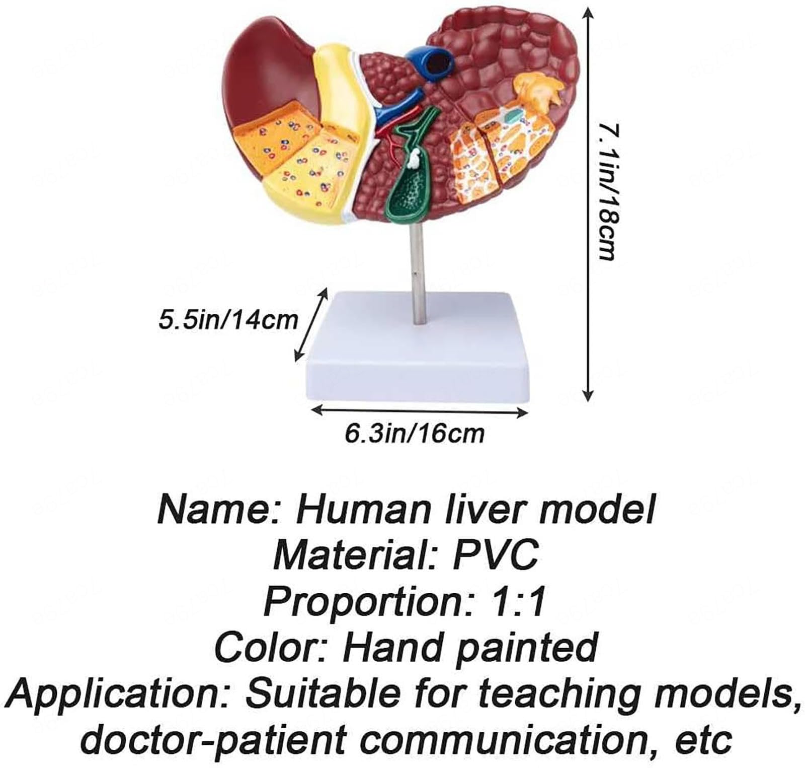 Naturalnej wielkości model anatomiczny wątroby człowieka z podstawą i wyraźną teksturą oraz cechami patologicznymi Model raka wątroby do prezentacji dydaktycznej Materiały do nauki
