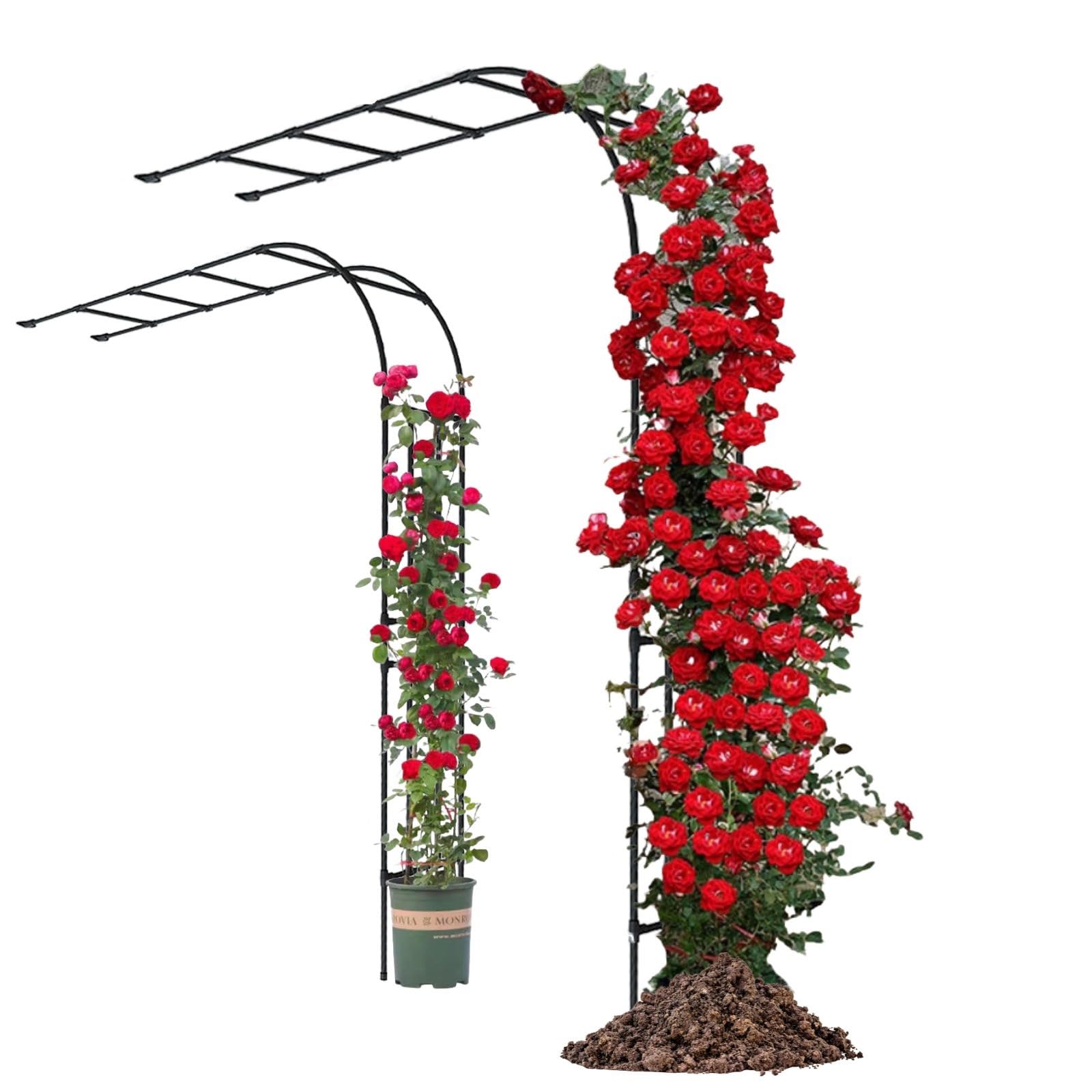 Arche Rosier Exterieur Pergola Jardin Métal Support Plante Grimpante Tonnelle Demi-latérale Treillis 60x240cm 200x240cm 270x240cm Facile À Assembler Décoration Entrée(W:200cm*H:240cm)
