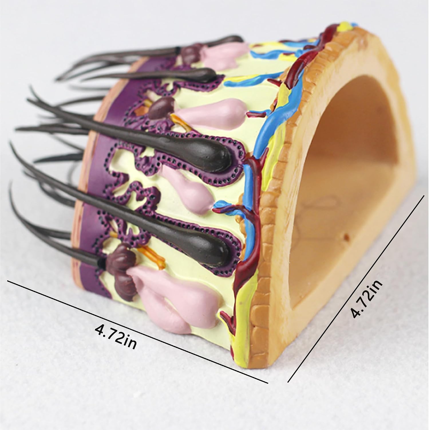 qczoyp Human Hair Skin Anatomical Model: Hair Growth Cycle Model Hair Follicle Anatomy Model, Hair Skin Magnification Model for Science Classroom Study Display Teaching Medical Model