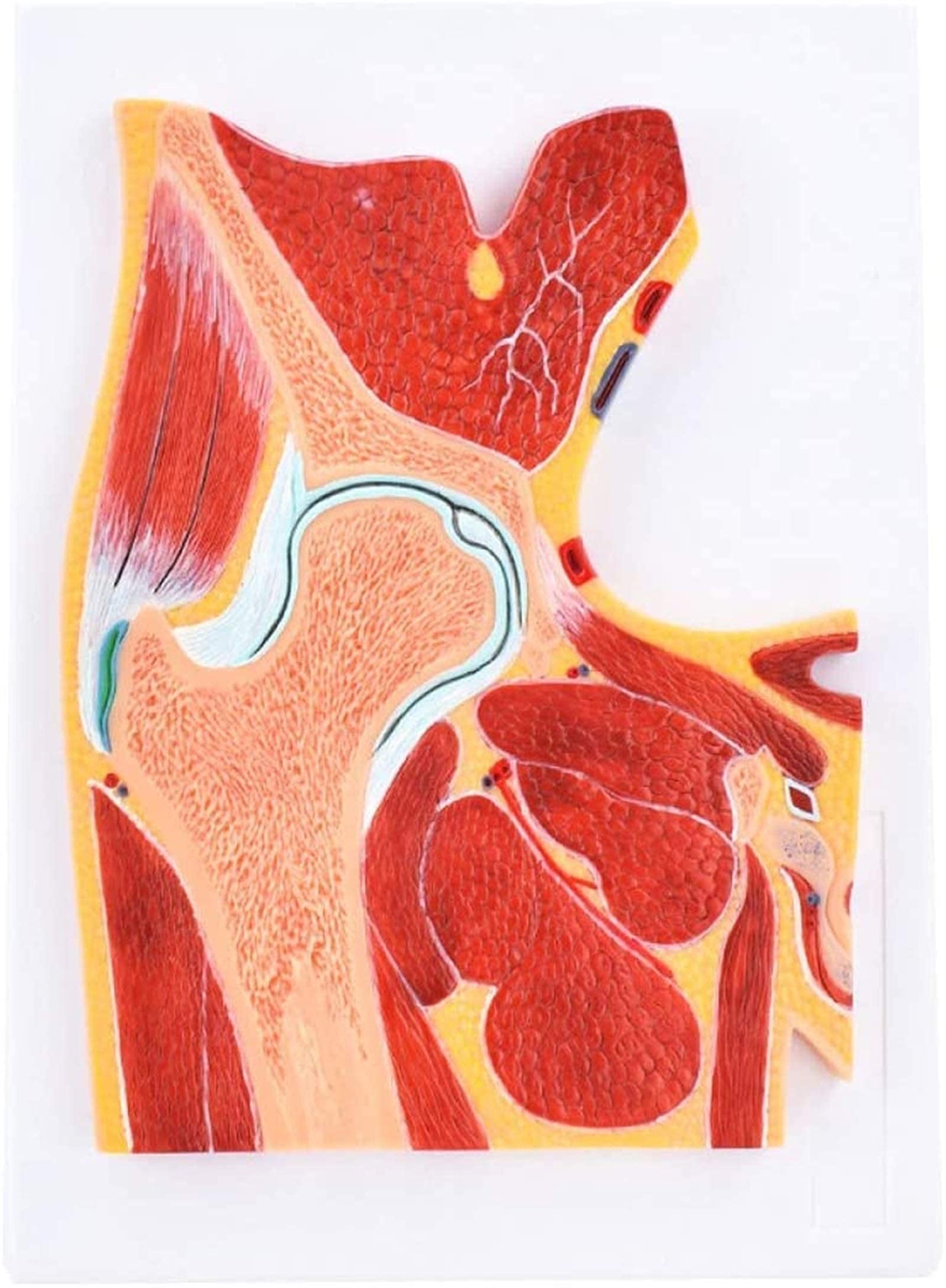Model badawczy Model edukacyjny Anatomia człowieka Model szkieletowy stawu biodrowego Struktura stawu biodrowego Materiały dydaktyczne medyczne, modele medyczne