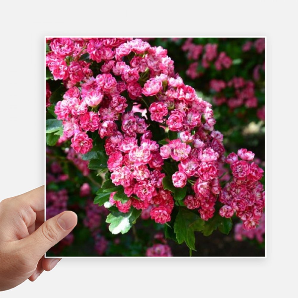 Autocollant carré fleurs roses et feuilles vertes 20 cm pour mur et valise 4pcs