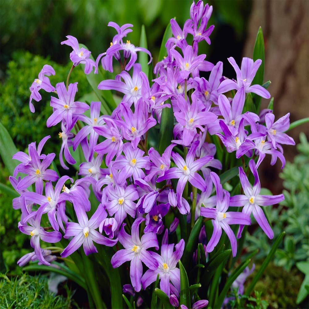 Chionodoxa Luciliae Bulbs Early Spring Flowering Glory of The Snow Garden Bulb (5 Bulbs)