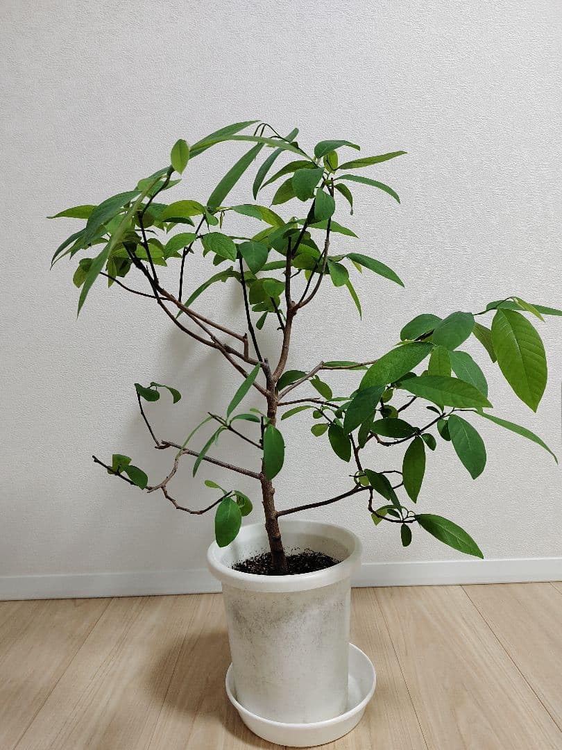 釈迦頭　苗　苗木　実生5年苗　熱帯果樹　観葉植物 Amazon｜釈迦頭 苗 苗木 実生5年 熱帯果樹 観葉植物｜観葉植物