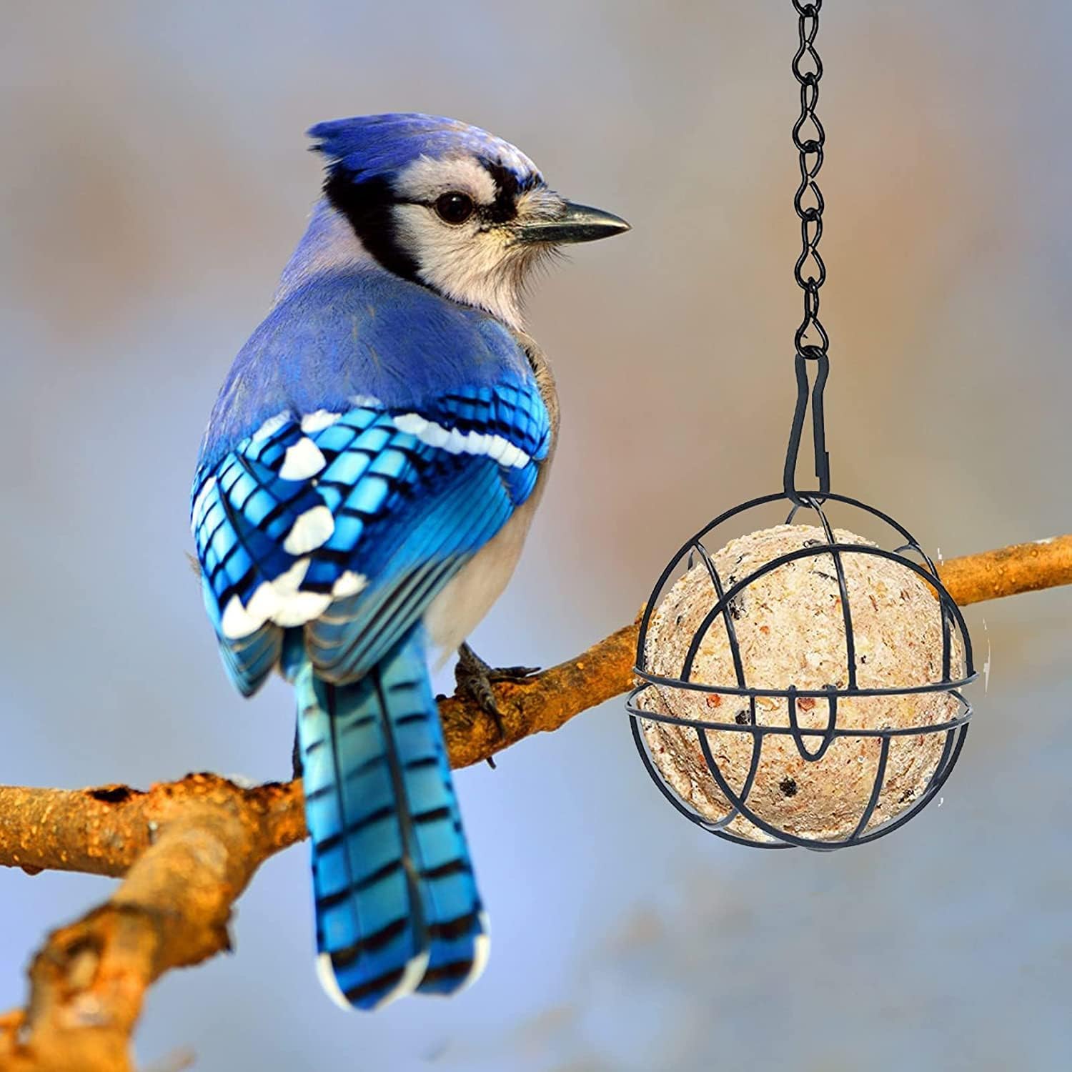 IWTBNOA Mangiatoia Per Uccelli, 5 Pezzi, In Metallo, Con 5 Ganci A