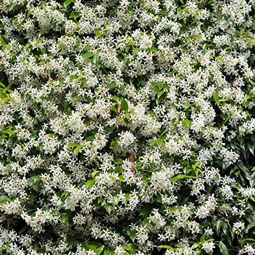 You Garden - Trachelospermum Jasminoides (Star Jasmine) Vine Plant 80-100cm Tall on a Cane Including Pot - Potted Garden Ready Plants - Ready to Plant Chinese Jasmine