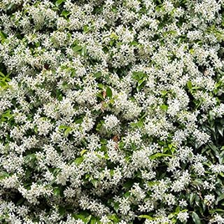 You Garden - Trachelospermum Jasminoides (Star Jasmine) Vine Plant 80-100cm Tall on a Cane Including Pot - Potted Garden Ready Plants - Ready to Plant Chinese Jasmine