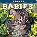 Bobcat Babies!