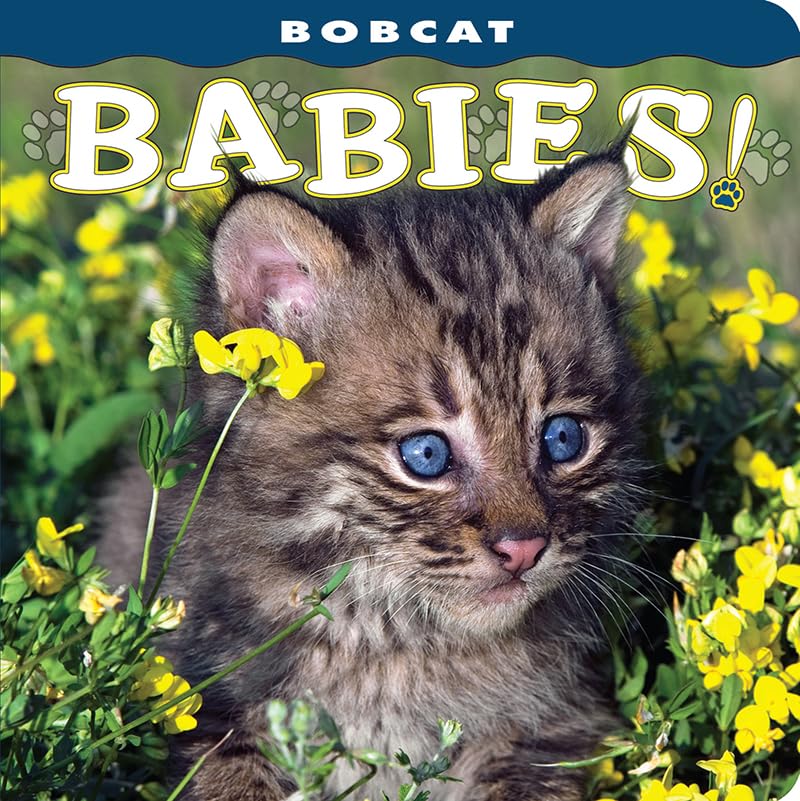 Bobcat Babies! (Babies! (Farcountry Press))