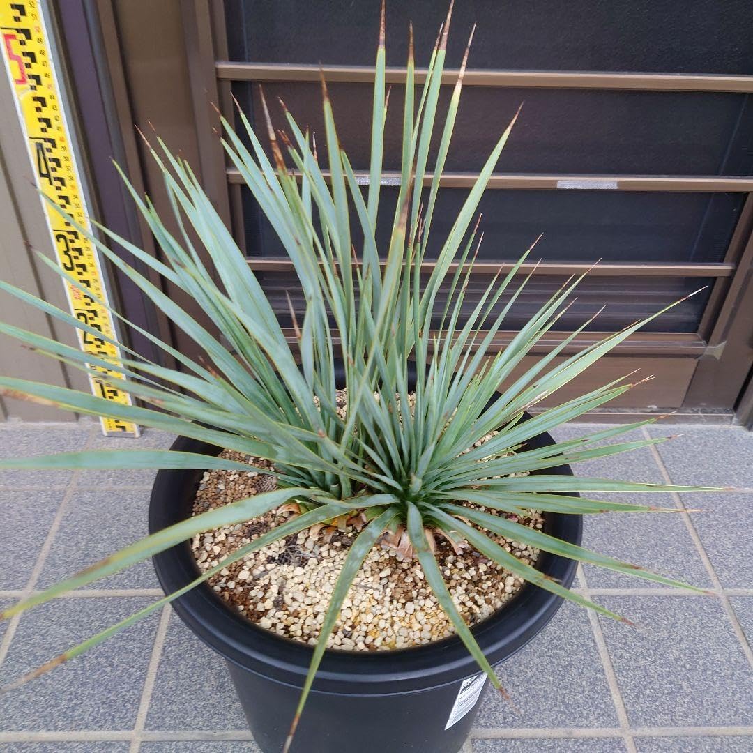 ユッカ ロストラータ《2本立ち H＝約60cm 10号ポット》109 - Amazon 