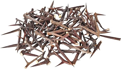 100 Pcs Natural Black Locust Thorns (Robinia Pseudoacacia), Bulk Craft Supplies for DIY, Witchcraft & Protection Spells