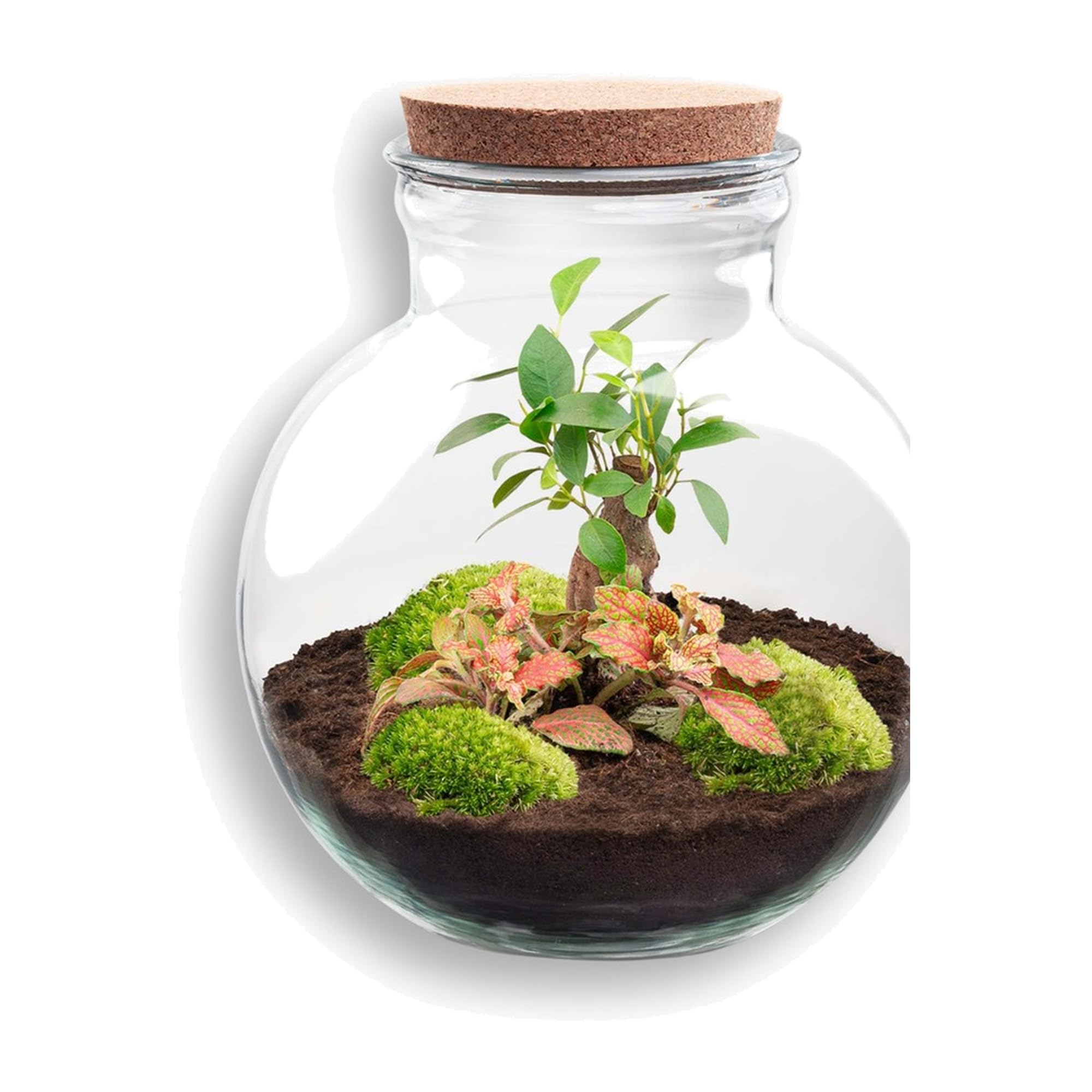 Zestaw Terrarium DIY ze szkła i korka, do domu, zielony, Ø 25x26,5 cm