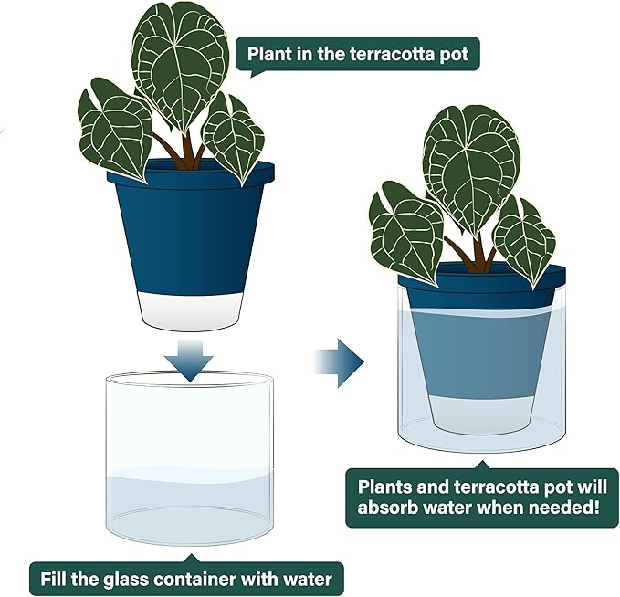 These planters are 6 inches in diameter, making them suitable for a variety of small to medium-sized indoor plants. The blue terracotta pots add a pop of color to your home decor, while the clear glass cup allows you to easily monitor the water levels. The set of 2 planters is perfect for creating a cohesive look in your home or office, and the self-watering design makes them a convenient and low-maintenance option for plant enthusiasts of all skill levels. Description by ChatGPT.