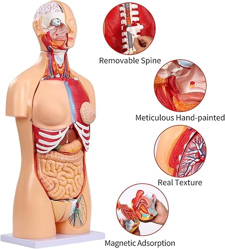 Miniatura 5 de SFXYJ Modelo de anatomía de torso humano de 33.4 pulgadas, doble sexo, 32 partes extraíbles de tamaño real con cabeza de corazón, cráneo, cerebro,