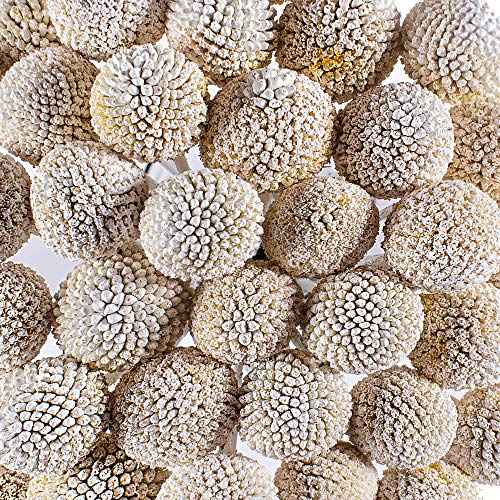 Craspedia White Painted | 300 Stems Of White Billy Button Balls | Floral Arrangements For Delivery By Bloomingmore | Home, Office, Birthday, Wedding Decor, Diy, Party Event, Housewarming #TOP3