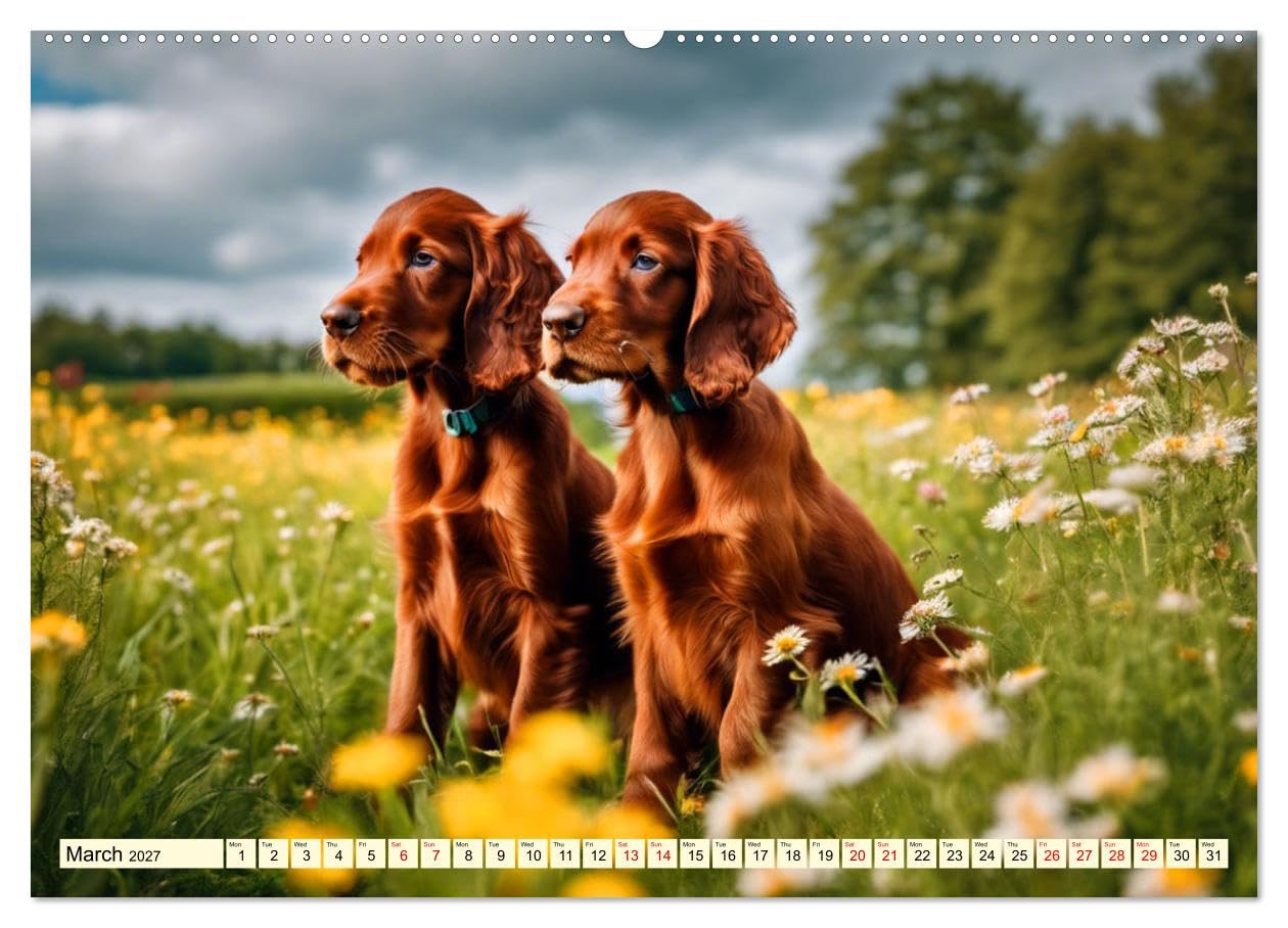 Irish Setter - pure grace (High Quality Premium Wall Calendar 2027 DIN A2 landscape),CALVENDO 12 Month Wall Calendar: Elegant pointing dog with temperament and stamina