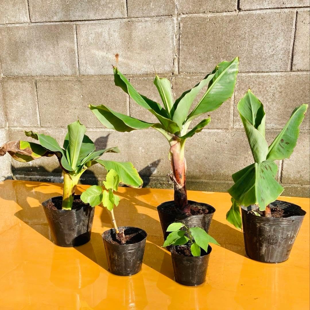 アジサイ ラグランジアン ブライダルシャワー 鉢 40×40 山葡萄苗木