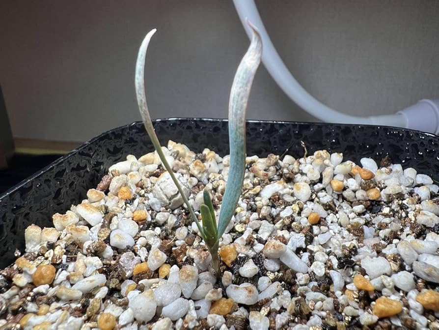 Amazon.co.jp: 1科1属1種残り1株 奇想天外 ウェルウィッチア