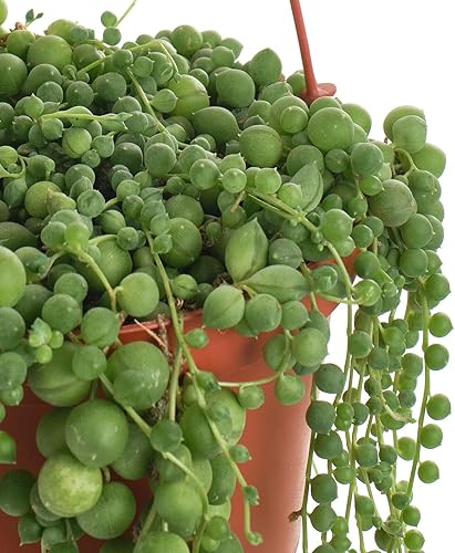 Miniatura 3 de Shop Succulents Cadena de perlas de 6 pulgadas, planta viva para colgar, versátil para cestas colgantes, jardines verticales, decoración interior y