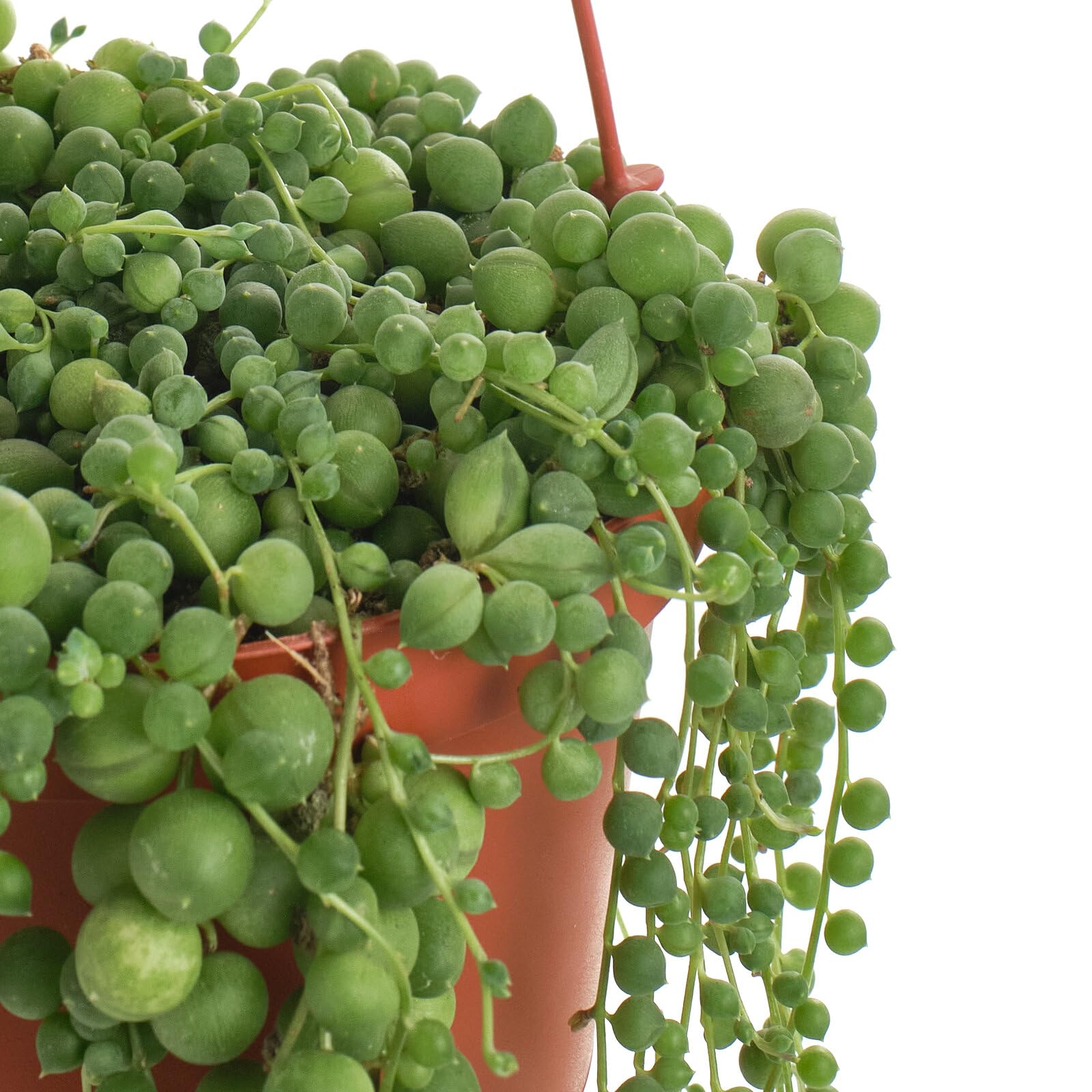 Amazon.com : Shop Succulents 6" String of Pearls Hanging Succulent Live  Plant, Versatile for Hanging Baskets, Vertical Gardens, Indoor & Outdoor  Decor, Low-Maintenance Indoor Plant : Patio, Lawn & Garden