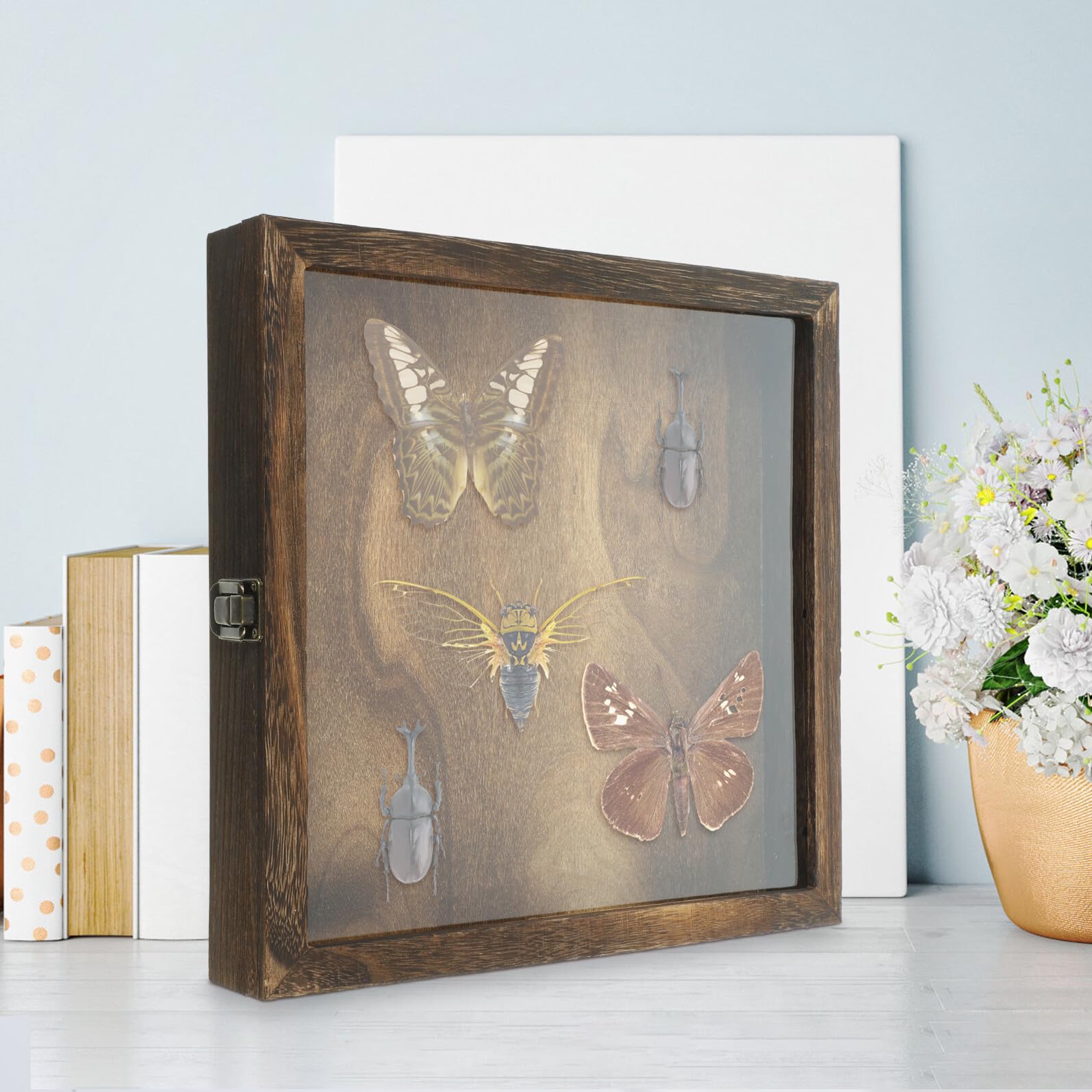 Caja de Presentación de Insectos Tapa Abatible de Madera