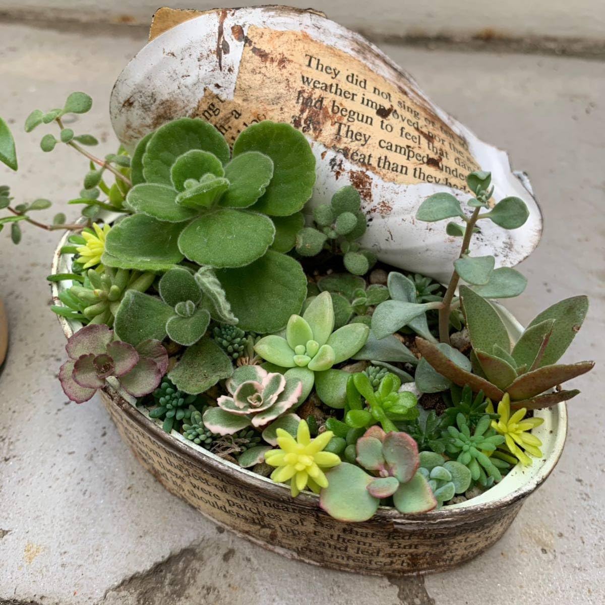 Amazon.co.jp: 込み ツナ缶サイズの寄せ植え用カット苗 セダム中心 