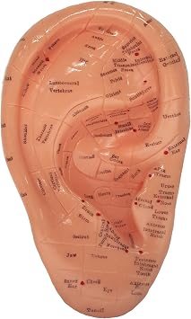 Ear Zone Model/Height 7 (XC-514A)