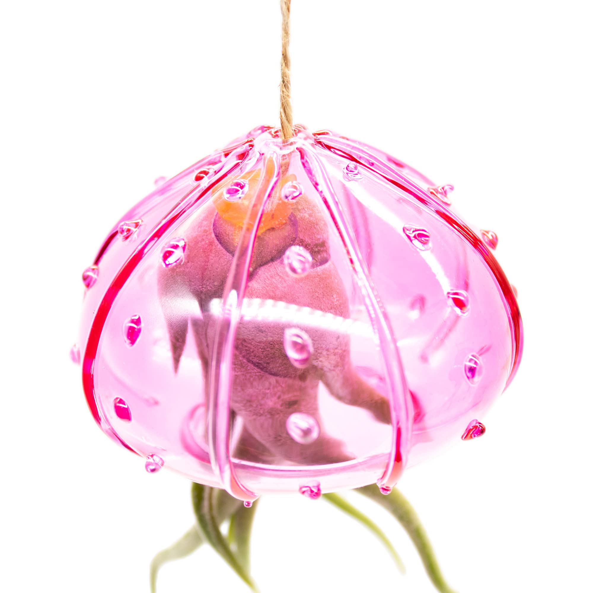 NW Wholesaler - 3Pcs of Indoor Hanging Tillandsia Air Plants in Pink Glass Sea Urchin Shell - Live Houseplants Hanging Decor, Easy Care Hanging Plant with Raffia Twine and Glass Shell