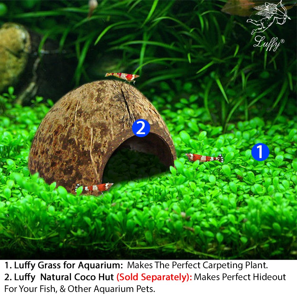 Buy LUFFY Aquarium Temple Plant Seeds Pack, Vibrant Green Plant for Freshwater Fish Tanks, Easy