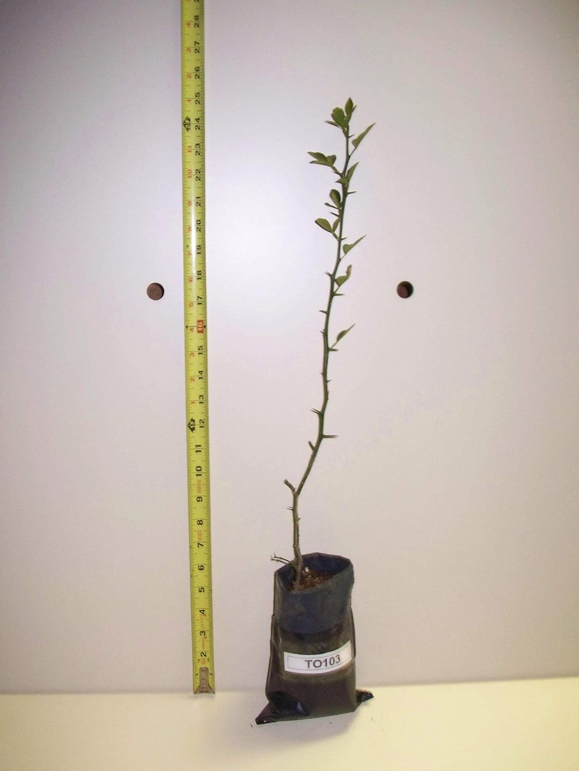 6-12" Tall Trifoliate Orange (Poncirus trifoliata) 1-2 Year Old Plant